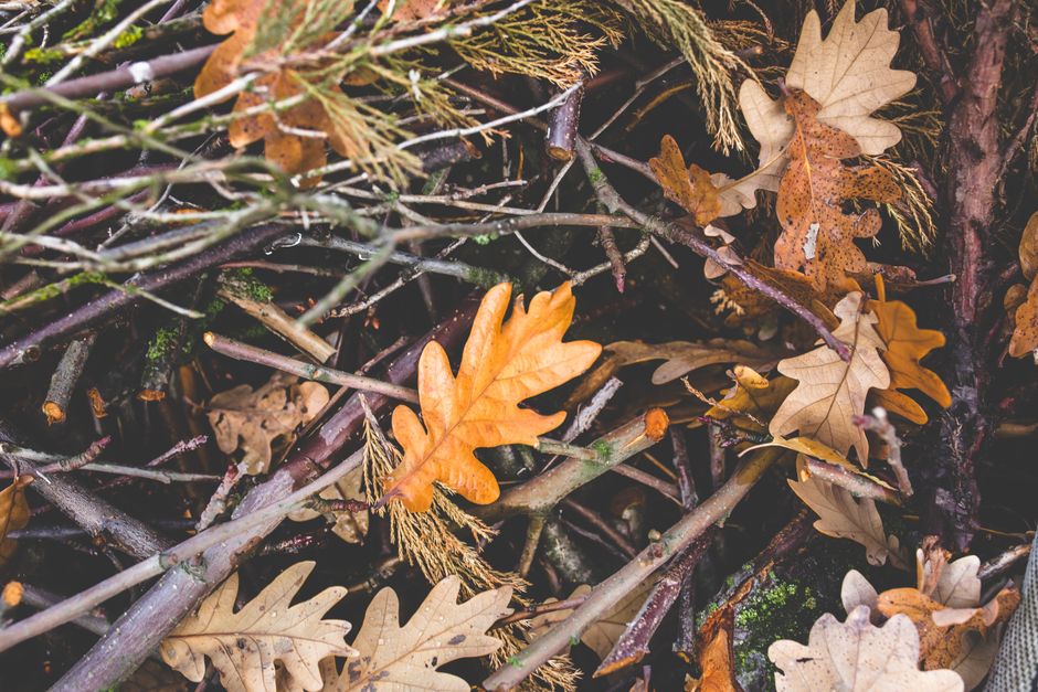 A close-up image of a pile of fallen autumn leaves, primarily oak and maple leaves, in shades of brown, tan, and orange, scattered among various twigs and small branches. The leaves display different textures, from smooth and slightly glossy to crisp and brittle, with some showing signs of decay such as small holes or spots. The arrangement appears natural and slightly tangled, with several slender twigs crisscrossing over and under the leaves, revealing a dark, damp ground surface with patches of moss. The background suggests an outdoor environment, possibly a garden or pathway, with ambient natural light highlighting the varied tones and textures of the organic debris. This scene is indicative of yard clearance or garden waste involving similar organic refuse managed by private waste disposal services like Waste Disposal Edgware, reflecting typical on-site or roadside waste collection activities.